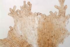 Cuscuta haughtii: Ecuador, Asplund 15974 (S)