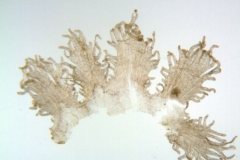 Cuscuta indecora var. attenuata; U.S.A., Oklahoma, Waterfall 17496 (GH)