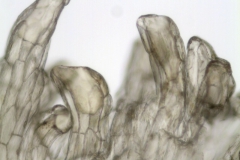 Cuscuta  jalapensis; Mexico, Ton & Lopez 9826 (NY)