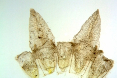 Cuscuta microstyla; Argentina, Boelcke et al. 10243 (CTES)