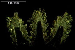 Cuscuta microstyla; Argentina, Boelcke et al. 10243 (CTES)