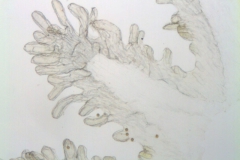Cuscuta microstyla; Argentina, Boelcke et al. 10243 (CTES)