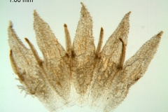 Cuscuta sidarum; Mexico Palmer 51 (S)