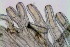 Cuscuta sidarum; Mexico Palmer 51 (S)