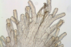 Cuscuta sidarum; Mexico Palmer 51 (S)