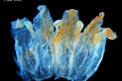 Cuscuta stenolepis; Ecuador, Holm-Neilson 29089 (AAU)