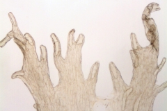 Cuscuta umbrosa; Canada, Alberta, Allen 150 (DAO)