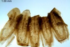 C. volcanica; Garcia Ruiz, 8072, (CIMI)