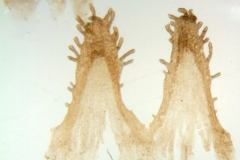 Cuscuta volcanica; Mexico, Garcia Ruiz 8072 (CIMI)