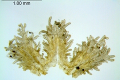 Cuscuta werdermanii; Chile, Werdermann 880 (SGO)