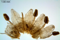 Cuscuta werdermanii; Chile, Werdermann 880 (SGO)