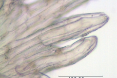Cuscuta werdermanii; Chile, Werdermann 880 (SGO)