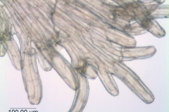 Cuscuta werdermanii; Chile, Werdermann 880 (SGO)
