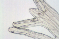 Cuscuta yucatana; Mexico, Nee & Taylor 29575 (MO)