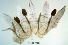 Cuscuta californica; California, Sanders 26858 (UCR)
