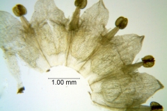 Cuscuta campestris; Oklahoma, Lipscomb 1894 (SMU)