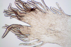 Cuscuta campestris; Oklahoma, Lipscomb 1894 (SMU)
