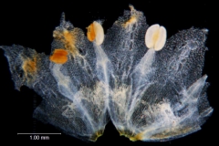 Cuscuta draconella; U.S.A., New Mexico, Spellenberg & Mahrt 10497 (NY)