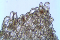Cuscuta monogyna; Grece, Greuter 11459 (NY)