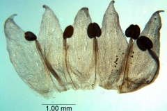Cuscuta occidentalis; California, Ahart 13199 (CHICO)