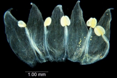 Cuscuta occidentalis; California, Ahart 13199 (CHICO)