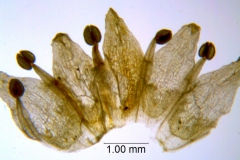 Cuscuta pauciflora; Chile, SebastiÃ¡n Teillier s.n. (WLU)