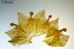 Cuscuta pentagona; U.S.A., Oklahoma, Cory 58858 (SMU)