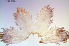 Cuscuta pentagona; U.S.A., Oklahoma, Cory 58858 (SMU)