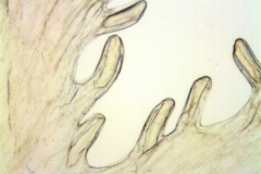 Cuscuta pentagona; U.S.A., Oklahoma, Cory 58858 (SMU)
