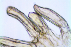 Cuscuta pentagona; U.S.A., Oklahoma, Cory 58858 (SMU)