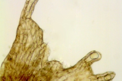 Cuscuta polygonorum; U.S.A., Indiana, Yuncker 10836 (NY)