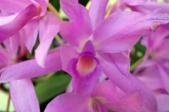 Cattleya guatemalensis at RBG