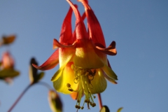 Aquilegia canadensis