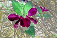 my vision of Polygala paucifolia