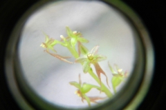 Listera cordata flower photo taken by Haley through the magnifier