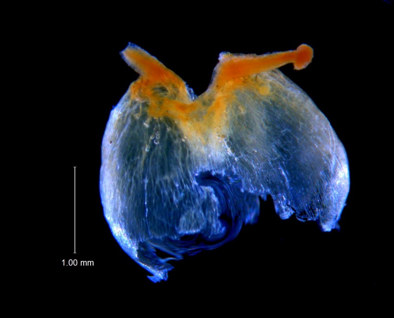 Cuscuta incurvata; capsule; note pericarp irregularly ruptured at the base