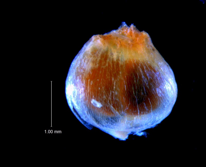 Cuscuta incurvata; capsule (styles broken); note that the capsule lacks a dehiscence line