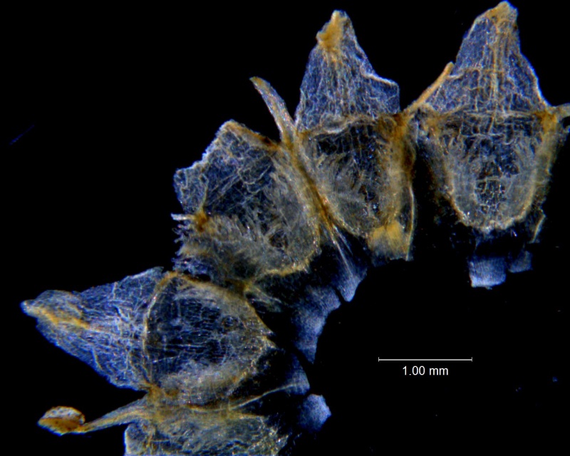 Cuscuta incurvata; corolla dissected