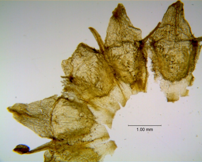 Cuscuta incurvata; corolla dissected