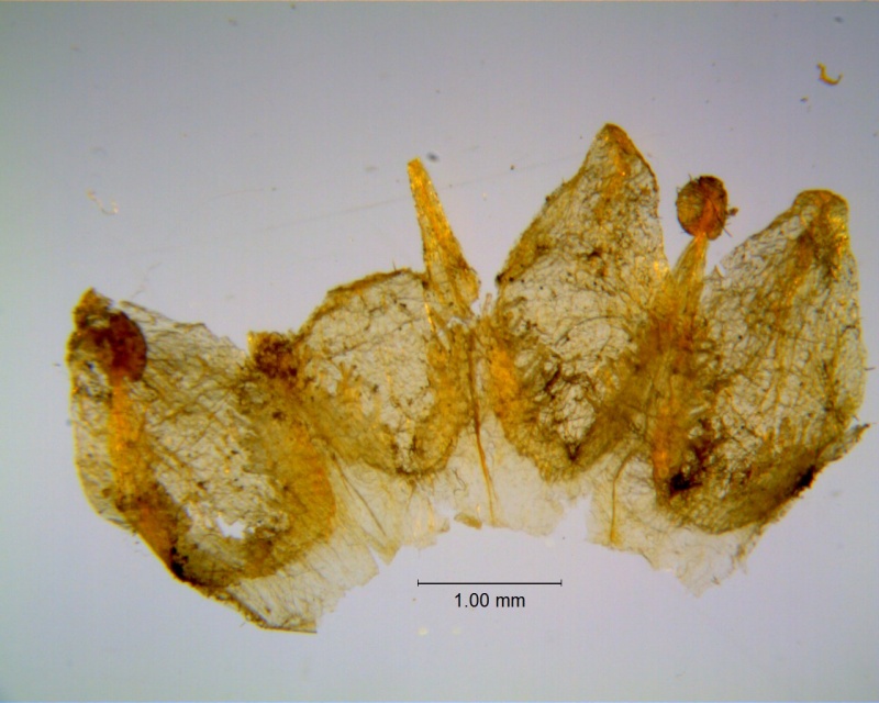 Cuscuta incurvata; corolla dissected