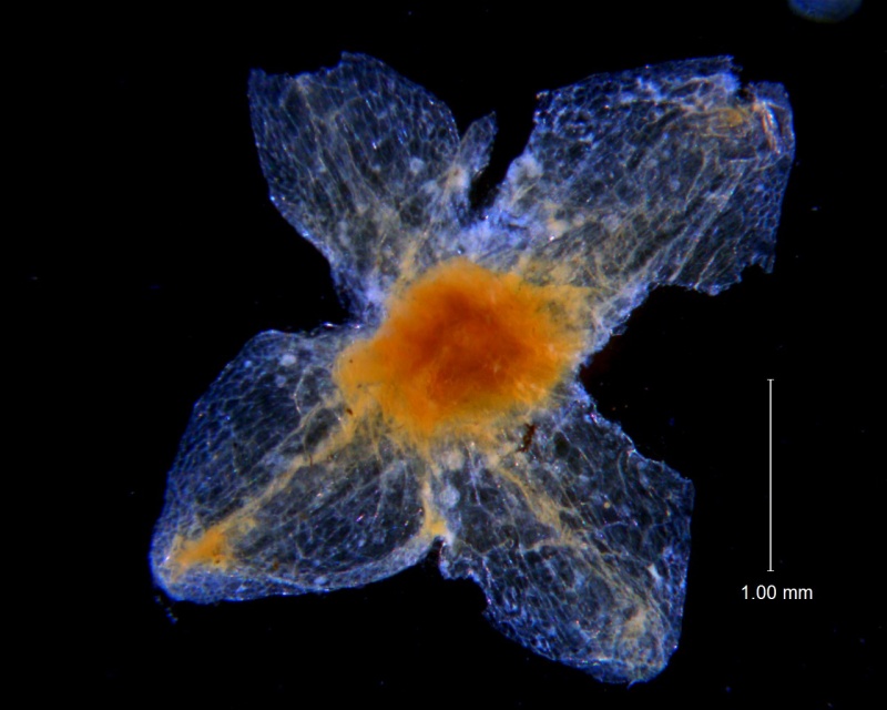 Cuscuta incurvata; calyx dissected (one lobe missing)