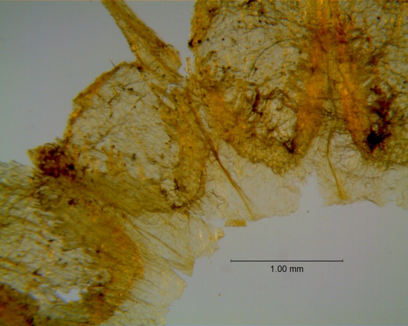 Cuscuta incurvata; corolla dissected: infrastaminal scales