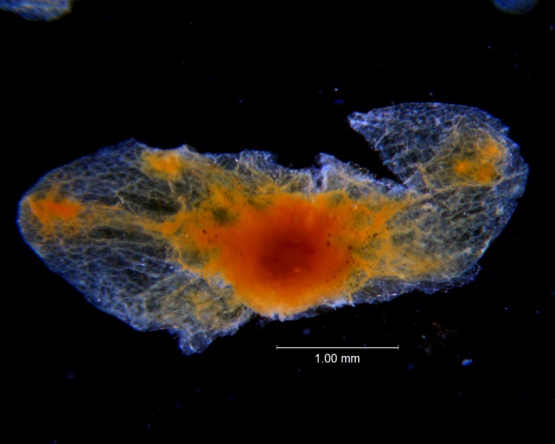 Cuscuta incurvata; calyx dissected (four lobes missing)