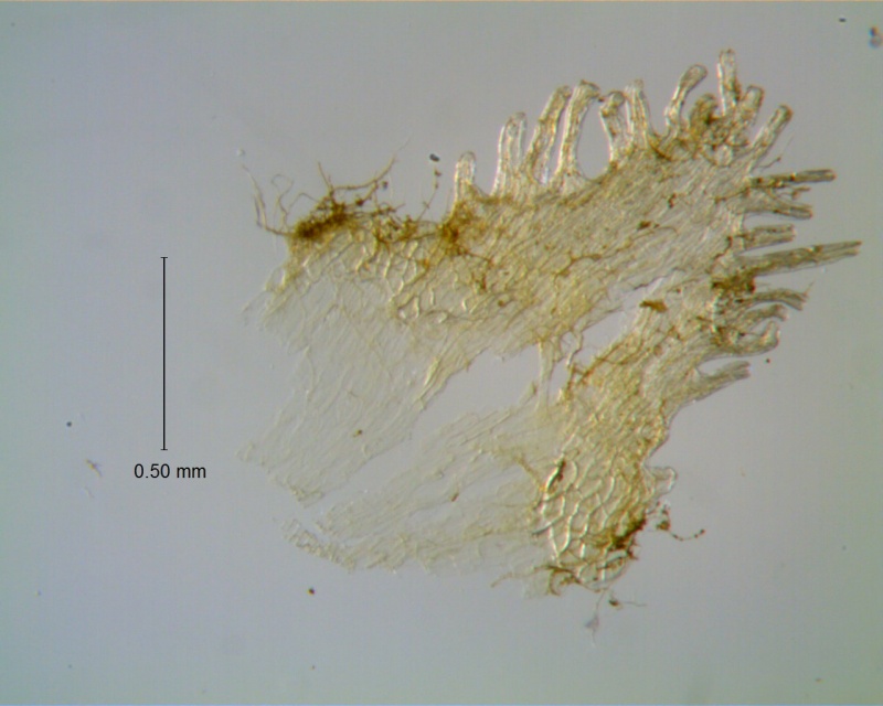 Cuscuta incurvata; infrastaminal scale