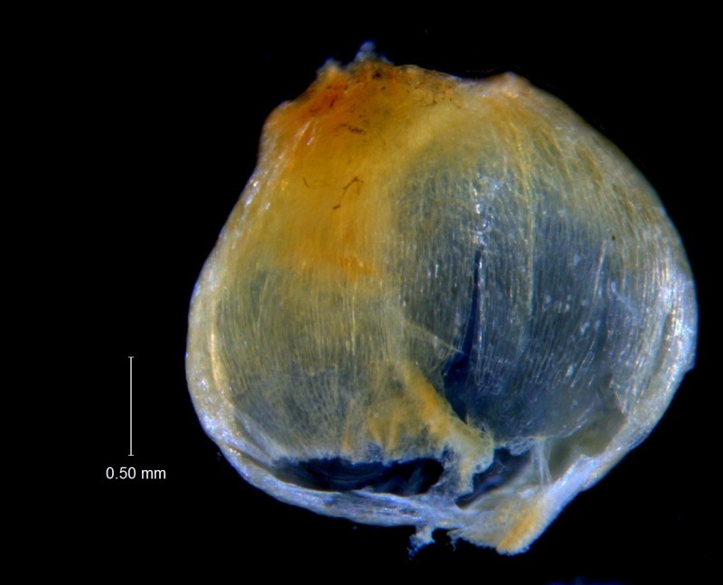 Cuscuta incurvata; capsule; note pericarp irregularly ruptured at the base