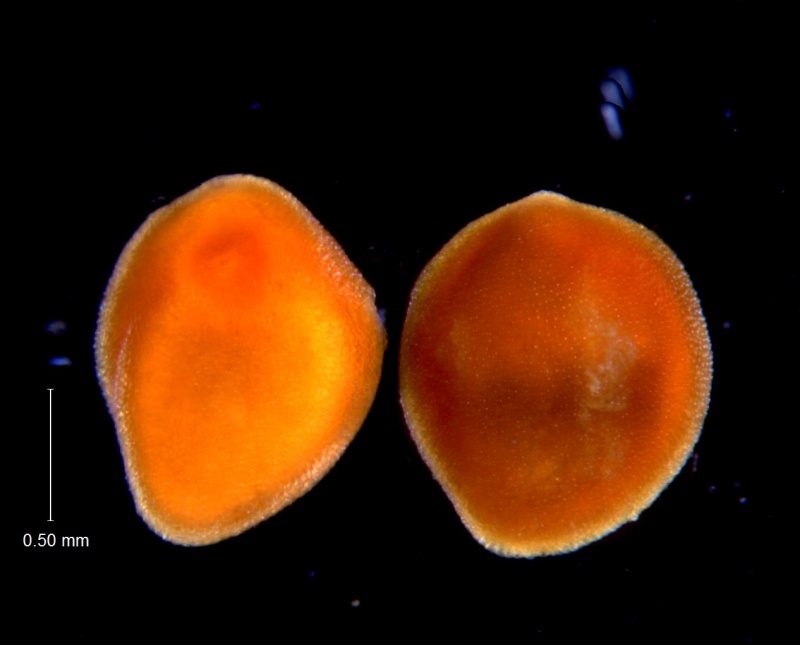 Cuscuta incurvata; seeds