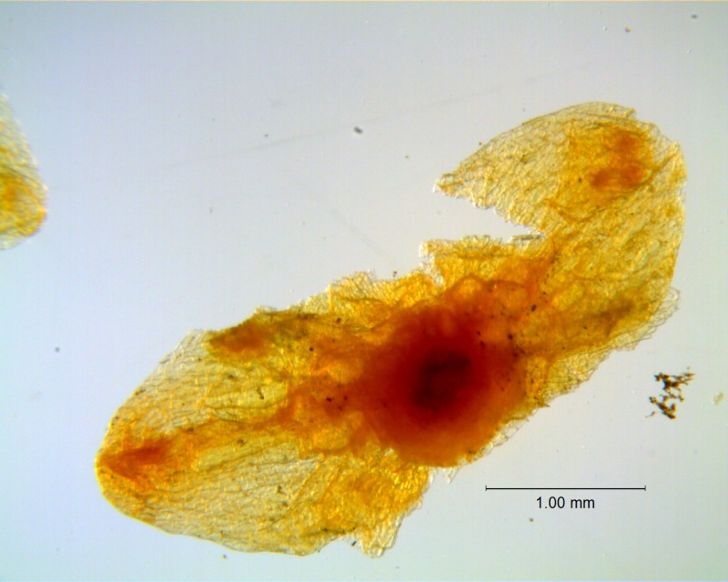 Cuscuta incurvata; calyx dissected (four lobes missing)