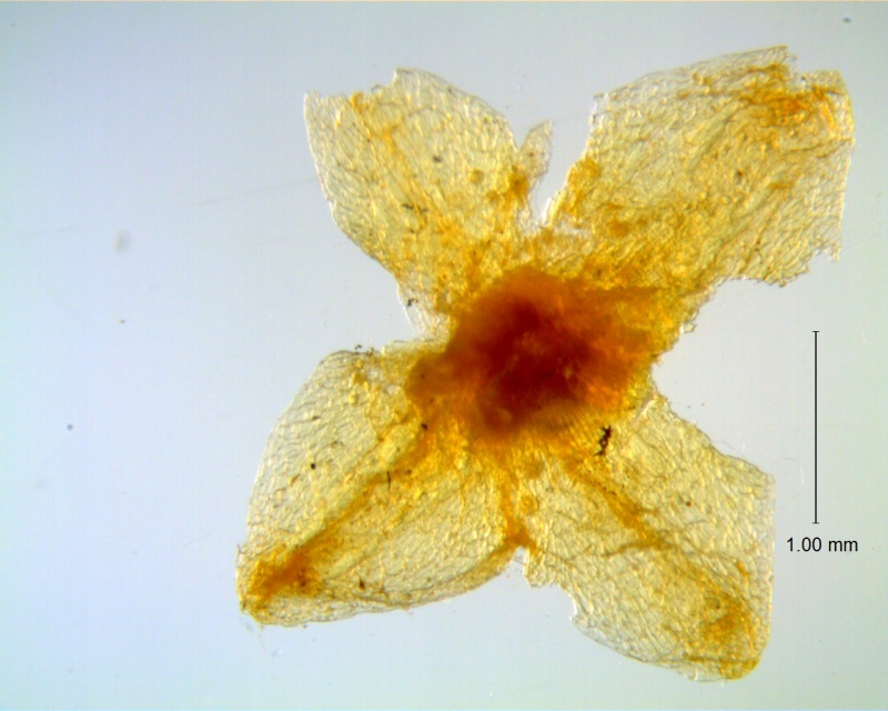 Cuscuta incurvata; calyx dissected (one lobe missing)