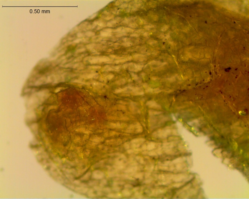 Cuscuta incurvata; stomatiferous protuberance on calyx lobe