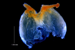 Cuscuta incurvata; capsule; note pericarp irregularly ruptured at the base